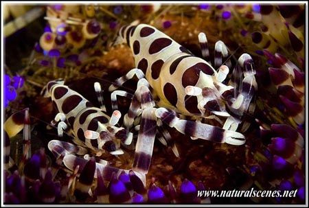 Coleman shrimp hare the real macro static subject since t... by Yves Antoniazzo 