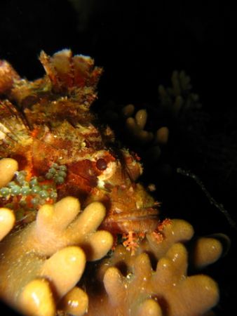 Scorpion Fish..hiding,taken with my Cannon S80 1/250s, Fo... by Zafarol Lokman 