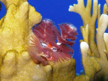 christmas tree in a fire coral on the forest dive site at... by Victor J. Lasanta Garcia 