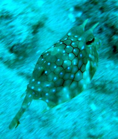 one of my favorite little fish, look at his horns!!!! by Elizabeth Chase 
