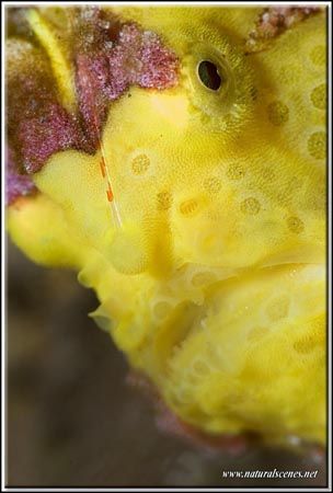 Froggie face D200/105 plus 20mm extension tube by Yves Antoniazzo 
