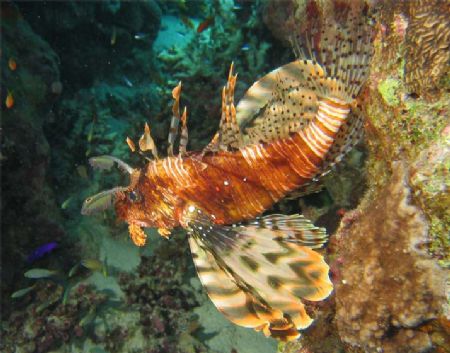 Red sea Dahab Canyon Canon digital ixus 400 WPDC-800 Epoq... by Matteo Visconti 