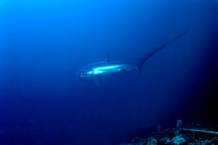 Ce requin renard est un plaisir rare pour un plongeur. by Philippe Brunner 