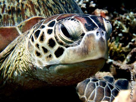 Green Turtle by Alex Lok 