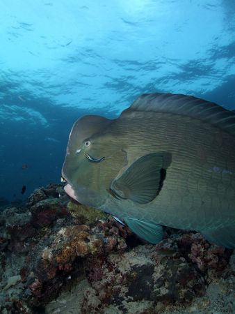 Bumphead parrotfish at cleaning station taken in Sipadan,... by Melvin Lee 