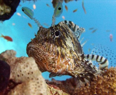 Lion Fish resting on a coral by Alin Ardelean 