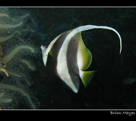 "Look at me, I've got a long fin"...............Canon G7 by Brian Mayes 