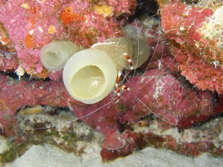 red banded shrimp in a green tunicade in the engine dive ... by Victor J. Lasanta Garcia 