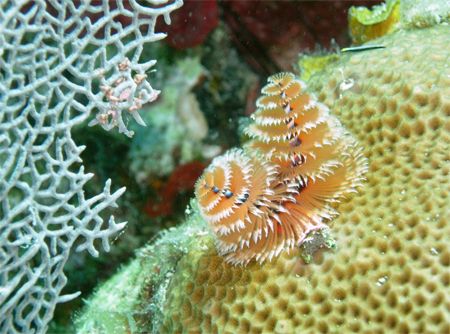 Christmas tree worm, taken of St John by Jacob Thastrup 