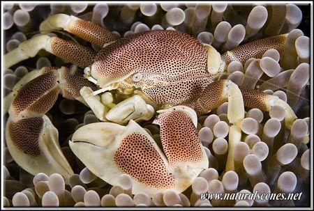 Hey you wanna fight 350D/105 by Yves Antoniazzo 