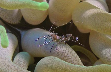 Spotted Cleaner Shrimp in Giant Anenome. Nikon Coolpix 54... by James Ridgway 