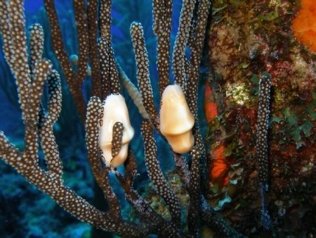 2 flamingo tonque in the break down reef in parguera wall... by Victor J. Lasanta Garcia 