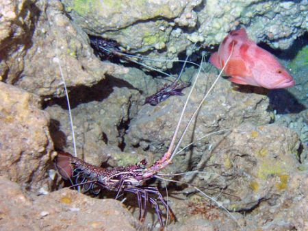 Seafood Buffet- Temple of Doom- Saipan MP by Martin Dalsaso 
