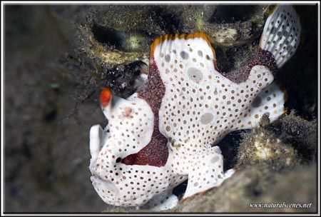 Mum! M'I getting seek? D200/105 by Yves Antoniazzo 