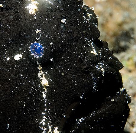 'Old blue eyes'. Black frogfish, Indonesia, 2006. by Chris Wildblood 
