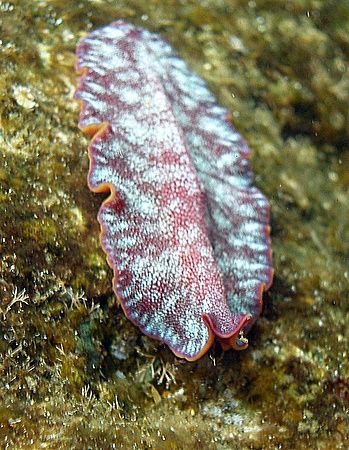 Flat worm taken at the Maria Schroeder wreck site in Nabq... by Nikki Van Veelen 
