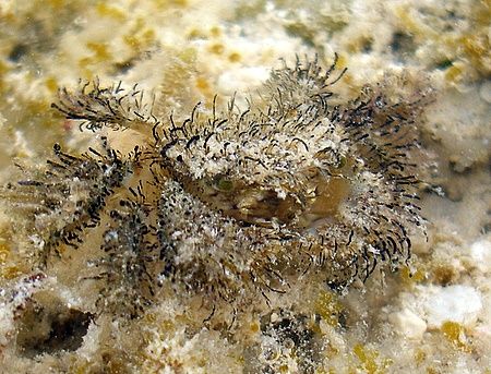 Weird looking crab taken at Maria Schroder site in Nabq P... by Nikki Van Veelen 