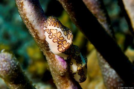 Flamingo tongue cowries, Bonaire by Dan Evans 