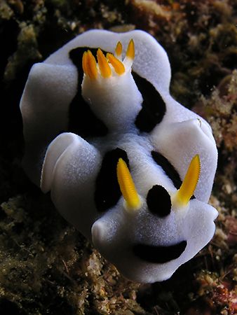 looks like a smiling panda by Cipriano (ripli) Gonzalez 