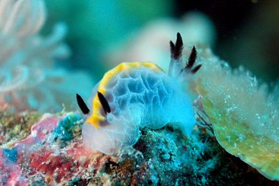 Nudi from Nosy Be by Ugo Gaggeri 