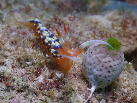 Nudi- This fella was only 10mm long Great Barrier Reef Aust by Joshua Miles 
