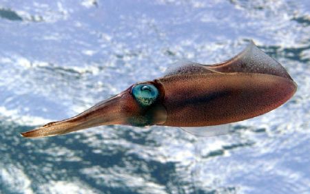Above or below? An unexpected visual effect - is this und... by John M Akar 
