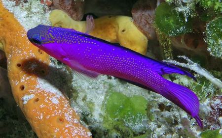 Black Capped Basslet on the Palancar Deep reef - Cozumel ... by James Ridgway 