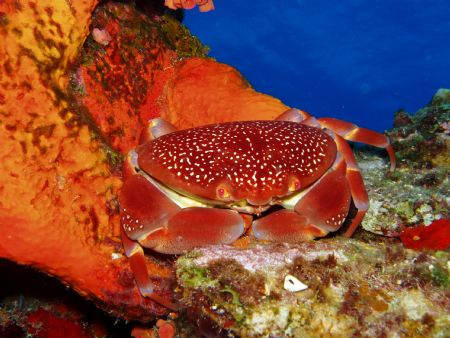caribbean bat wing crab in the star dive site in parguera... by Victor J. Lasanta Garcia 