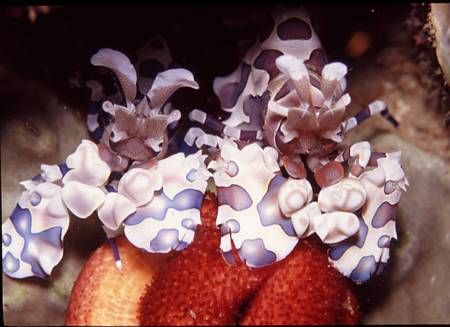 Harlequin Shrimp! by Allen Lee 
