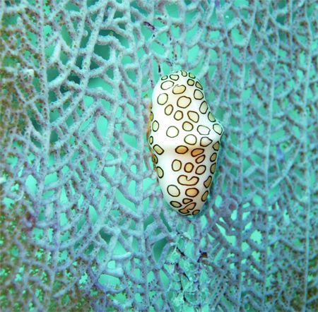 yet another nudi by Jacob Thastrup 