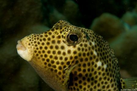 Spotted trunkfish, Bonaire by Dan Evans 