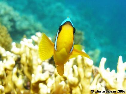 Clown fish, Red Sea. Macro, Olympus SP-350 by Alin Ardelean 