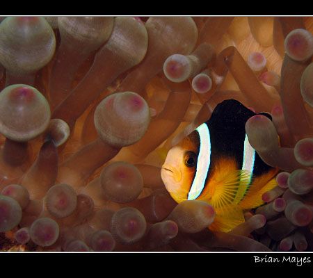 An familiar subject, but I like them, so that's my excuse... by Brian Mayes 