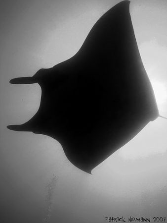Mantadance@koh Bon, taken with a E900/Ikelite combo + fis... by Patrick Neumann 
