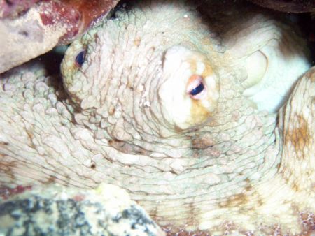 Octypus tucked up in a hole by Lora Tucker 
