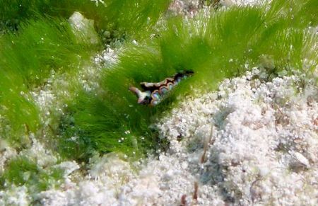 Painted Elysia - Paradise Reef, Cozumel - Nikon 5400 in I... by James Ridgway 
