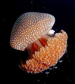 Jelly fish with her tiny friend by Zafarol Lokman 