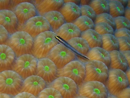 gobie in a star coral head at level dive site in parguera... by Victor J. Lasanta Garcia 