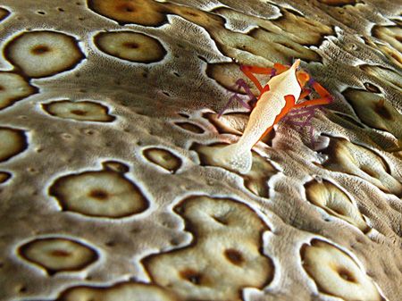 cape kri, raja ampat - papua, indonesia by Heru Suryoko 