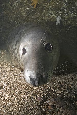 Grey seal.Farne isles. D200, 16mm. by Derek Haslam 