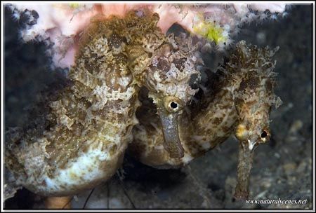 If you ask me those two seahorses are up to no good!!! D2... by Yves Antoniazzo 