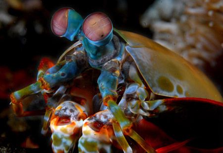 Mantis Shrimp from lembeh strait, North Sulawesi by Iman Brotoseno 