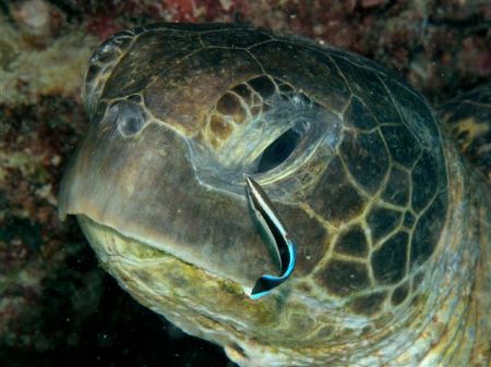 Turtle & cleanerfish, Heron Island by Peter Simpson 