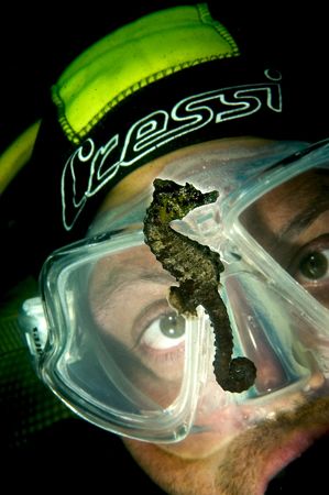 Seahorse Nikon D100, 105 micro,model by Marco Caraceni 
