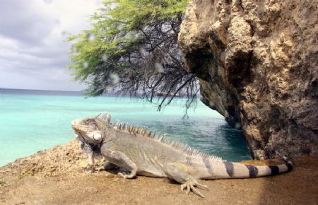 dock master - recognise it Brian? Marine Iguana by John M Akar 