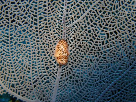 flamingo tongue in a sea fan at the star dive site at par... by Victor J. Lasanta Garcia 