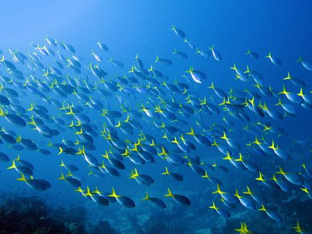 yellow tail, raja ampat by Heru Suryoko 