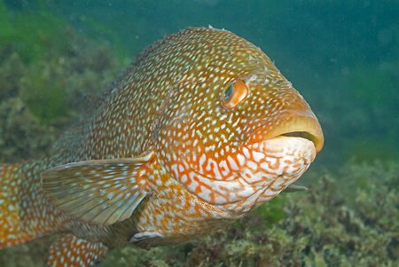 Ballan wrasse. Cornwall.S2 PRO, 60mm. by Derek Haslam 