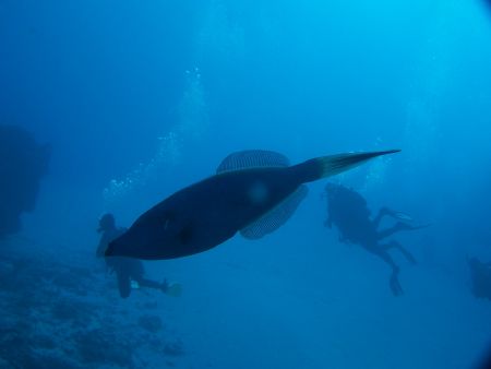  "the attached of the giant file fish". This shot by acci... by Debbie Allen 