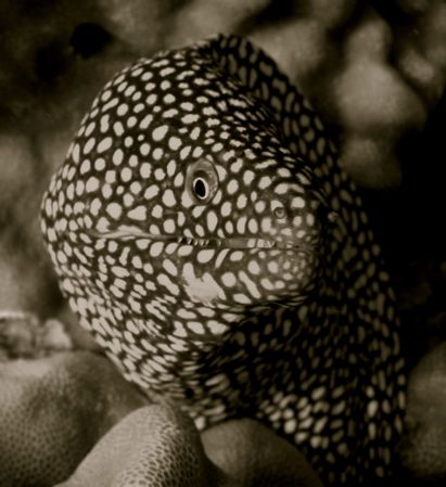 eel, waikiki by Elizabeth Chase 